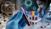 هل يمكن إجراء اختبار فيروس هانتا في المنزل؟ خبراء يوضحون