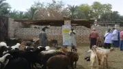 قوافل بيطرية من مركز بحوث الصحراء تقدم العلاج والإرشاد لمربي الثروة الحيوانية في توشكى