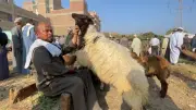كيفية تقسيم الأضحية؟ أمين الفتوى يوضح الحكم الشرعي