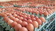 مصر تبدأ تصدير البيض للعالم.. البداية من العراق ومكاسب اقتصادية مفاجئة