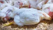 حقيقة طرح دواجن نافقة في الأسواق.. الرد الرسمي يكشف الأدلة