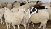 عيد الأضحى: معايير لاختيار الأضحية الصحية السليمة