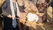عجل وزنه طن يثير الدهشة في سوق مواشي طنطا قبل عيد الأضحى