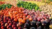 كيف ساهم فتح أسواق جديدة في زيادة صادرات مصر الزراعية؟