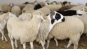 هل تجزئ الأضحية الواحدة عن جميع أفراد الأسرة؟ الأزهر يوضح