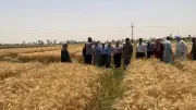 الزراعة تطلق حلولاً ذكية لزيادة إنتاج القمح وتوفير المياه في بني سويف