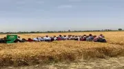 نجاح تجربة التسميد الميكروبي في خفض تكاليف إنتاج القمح