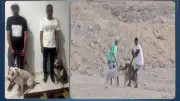 ضبط متهمين بالتعدي على كلب ضال بكلبين حراسة في البحر الأحمر