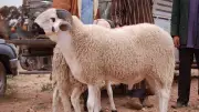 الذبح في المجازر يحمي صحتك.. البيطريين تحذر من نحر الأضحية في الشارع