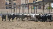 محافظ بورسعيد يعلن حظر الذبح بالشوارع وتيسير المجازر مجانًا للمواطنين