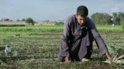 نصر علام: الحل لتحقيق الاكتفاء الذاتي في مصر يتطلب تطوير الصناعة