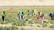 وزير الزراعة: الدلتا الجديدة تضم فرصاً استثمارية واعدة في الثروة الحيوانية والداجنة