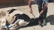 دار الإفتاء توضح حكم ذبح الأضاحي في الطرق العامة