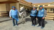 رئيس الحجر البيطري الأردني يشيد بسمعة الخيول المصرية العالمية