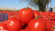 الزراعة تكشف أسباب ارتفاع أسعار الطماطم في الأسواق المصرية