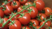 انفراجة قريبة في أسعار الطماطم.. متى يبدأ الانخفاض الحقيقي؟