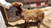 هل الأضحية تغني عن العقيقة؟ أمين الفتوى يوضح الحكم الشرعي