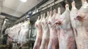 رفع جاهزية المجازر وإلغاء إجازات الأطباء البيطريين قبل عيد الأضحى