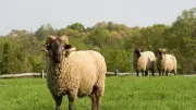 هل يجوز للناذر الأكل من الأضحية المنذورة؟ الإفتاء تجيب