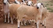 الجيزة تنظم شوادر الماشية استعداداً لعيد الأضحى