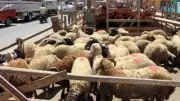 شرطة نسائية ودوريات مكثفة لتأمين عيد الأضحى في الجيزة