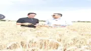 توصيات زراعية لزراعة الأرز في ظل التغيرات المناخية لضمان إنتاجية عالية