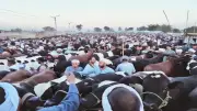 الضأن يتفوق على الأبقار في أسعار الأضاحي بالمنيا قبل العيد