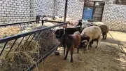 البرسيم المجفف 