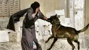 حبس يصل للمؤبد.. عقوبات رادعة للتعدي بالحيوانات الخطرة وفق القانون