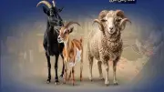 بالأرقام.. استعدادات التموين لاستقبال عيد الأضحى المبارك