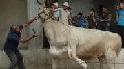 أسعار الأضاحي وعقوبة الذبح خارج المجازر قبل عيد الأضحى بساعات