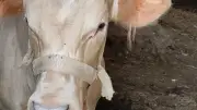 العجل البرون الأصلي يجذب الأنظار في مزارع الإسماعيلية استعدادًا لعيد الأضحى