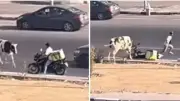 ثور هارب يحطم دراجة عامل دليفري في حدائق الأهرام ويؤخر الطلبات