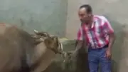شاب يمازح عجلًا بطريقة كوميدية في عيد الأضحى ويحذر: 