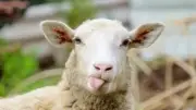 متى آخر وقت لنحر الأضحية؟ تعرف على الموعد الصحيح لتجنب فوات الثواب