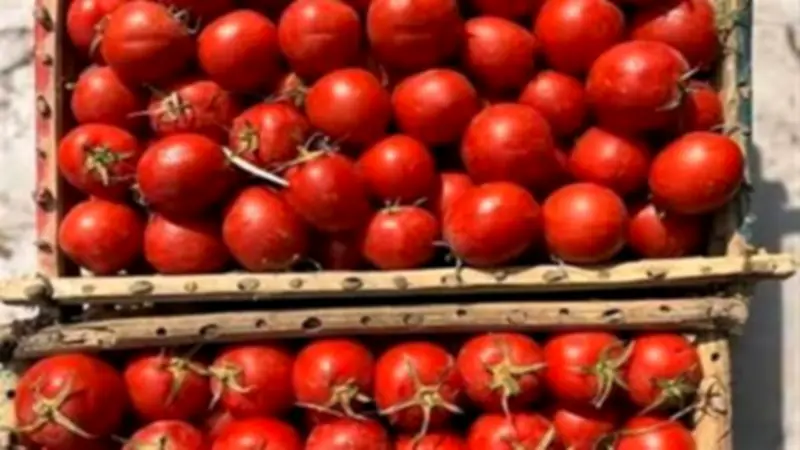 التموين تخفض سعر الطماطم لـ15 جنيها بالمجمعات الاستهلاكية