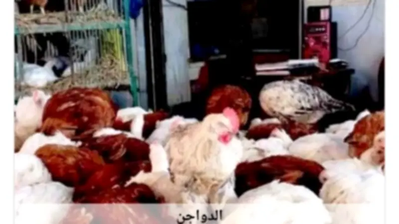 استقرار أسعار الدواجن في أسوان اليوم الثلاثاء 2-6-2026