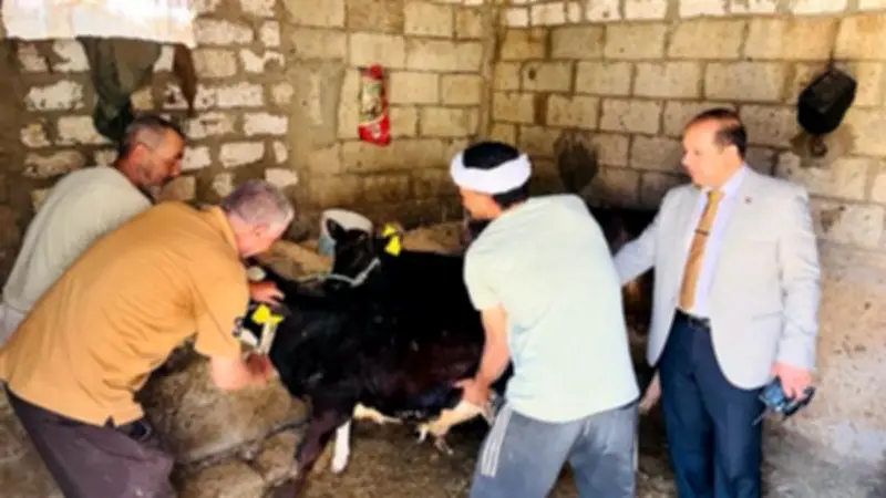 تحصين 250 ألف رأس ماشية ضد الحمى القلاعية والوادي المتصدع بالدقهلية