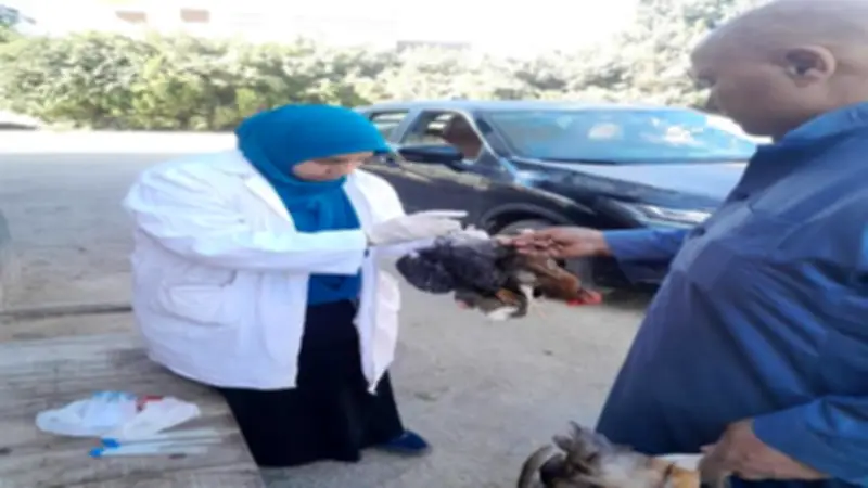 سحب 258 عينة من 38 مزرعة دواجن بالقليوبية قبل البيع لفحصها معمليًا