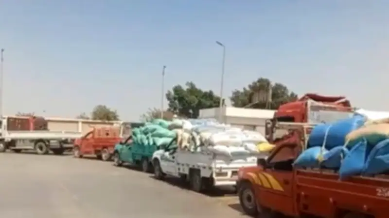 بني سويف تستلم 309 آلاف طن قمح محلي منذ بداية موسم الحصاد
