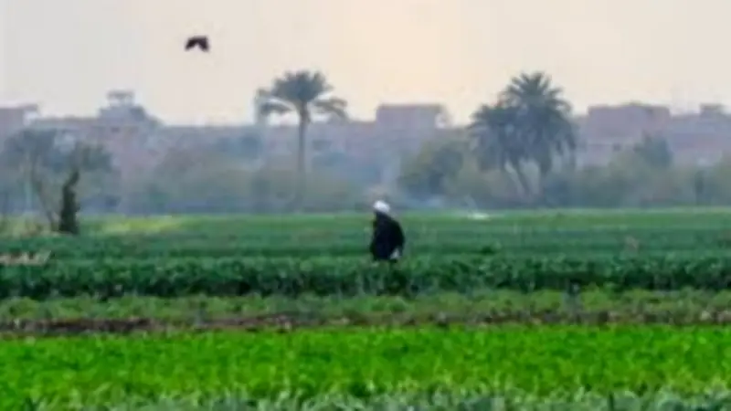 طقس البحيرة اليوم: 33 درجة مئوية في دمنهور وأجواء رطبة