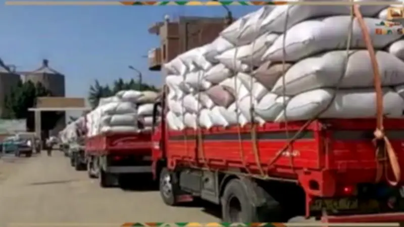 تموين بني سويف: استلام 338 ألف طن قمح من المزارعين حتى اليوم