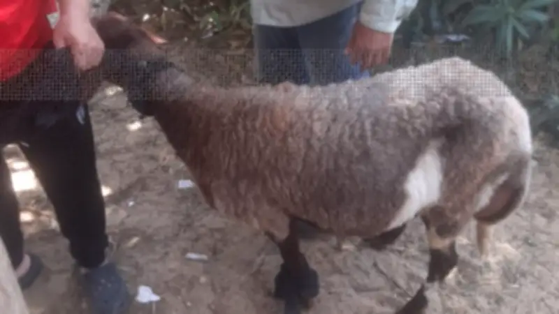 العيادة البيطرية بالإسماعيلية تعالج 53 حيواناً أليفاً في أسبوع
