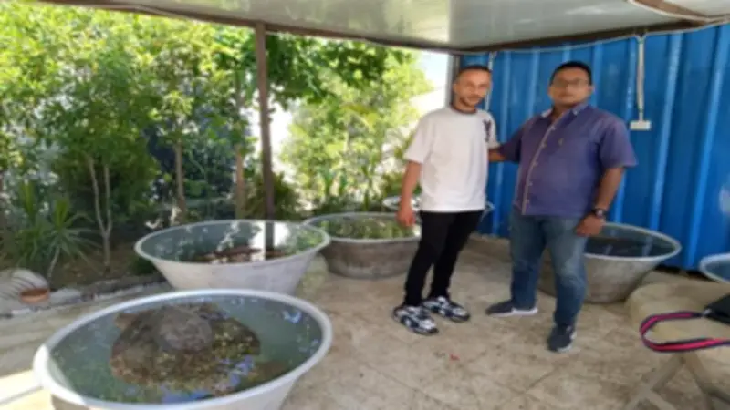 وزيرة البيئة: إنقاذ 6 سلاحف بحرية مهددة بالانقراض ونقلها لمحمية أشتوم الجميل