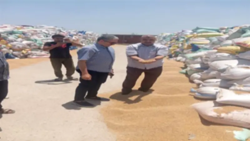 توريد 658 ألف طن قمح منذ بدء موسم الحصاد بالشرقية