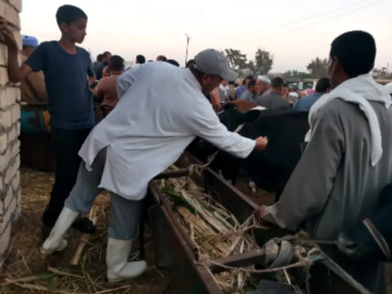 الزراعة: 6.8 مليون جرعة تحصينية ضد الحمى القلاعية والوادي المتصدع