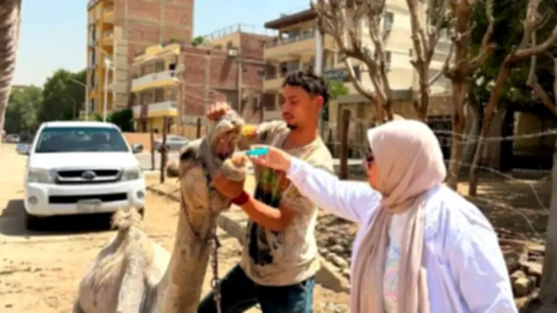 الزراعة: 201 قافلة بيطرية مجانية خدمت 79 ألف رأس ماشية في مايو