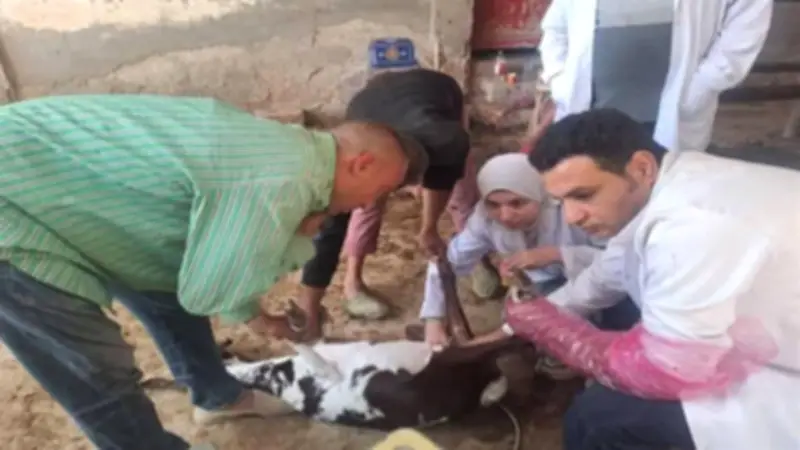 الزراعة تعالج 16 ألف حالة وتحسن وراثي لـ38 ألف رأس ماشية في مايو