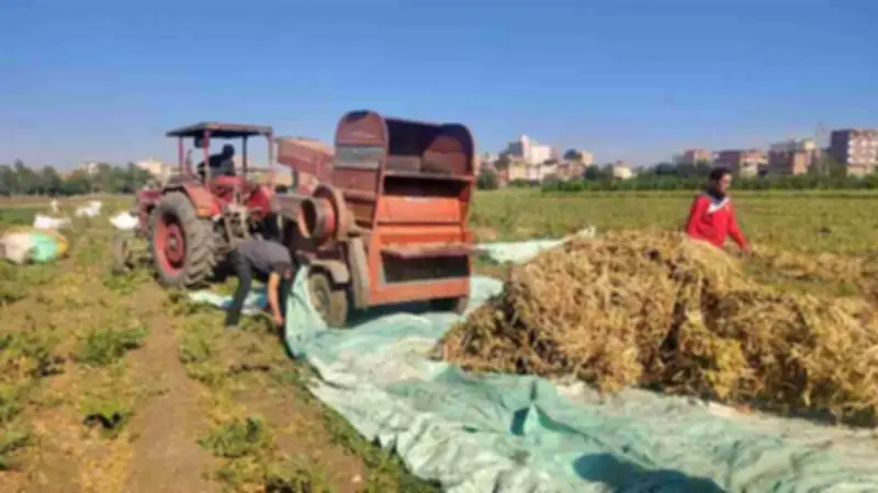 بتر ذراع شاب أثناء عمله على ماكينة دراسة الفاصوليا في المنوفية