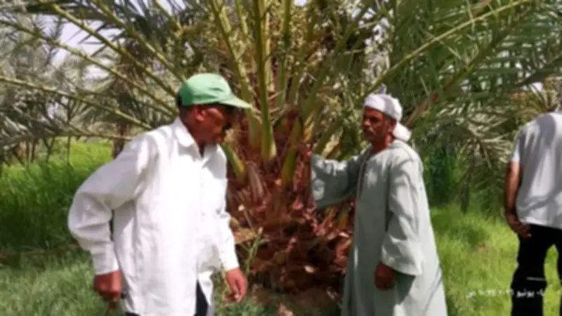 لجنة إرشادية تجوب مزارع الخارجة لتوعية المزارعين بأمراض النخيل وطرق مكافحتها